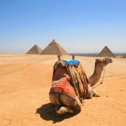 Kairo Pyramids camel - Egypt 0470